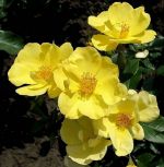 Еллоу-Флерет-yellow-fleurette-(interplant-Нидерланды-1994).jpg