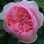 Оливия-Роуз-olivia-rose-(austin-2014)-1.jpeg