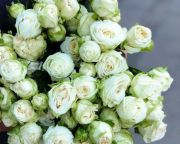 Бомбастик-Вайт-bombastic-white-(interplant-roses-Нидерланды-2014).jpg