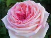 Майне-Роуз-meine-rose-(-2021-w-kordes-sohne).jpg