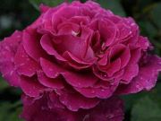 Сент-Оф-Вумен-scent-of-woman-(rose-barni-Италия-2012)-2.jpg