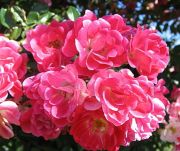 Фуксия-Мейландекор-rose-fuchsia-meillandecor-(meilland-Франция-1994).jpg