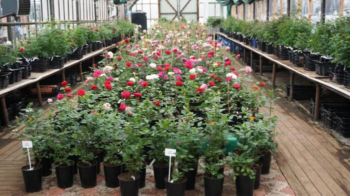 5 мая 2017 розы в продаже